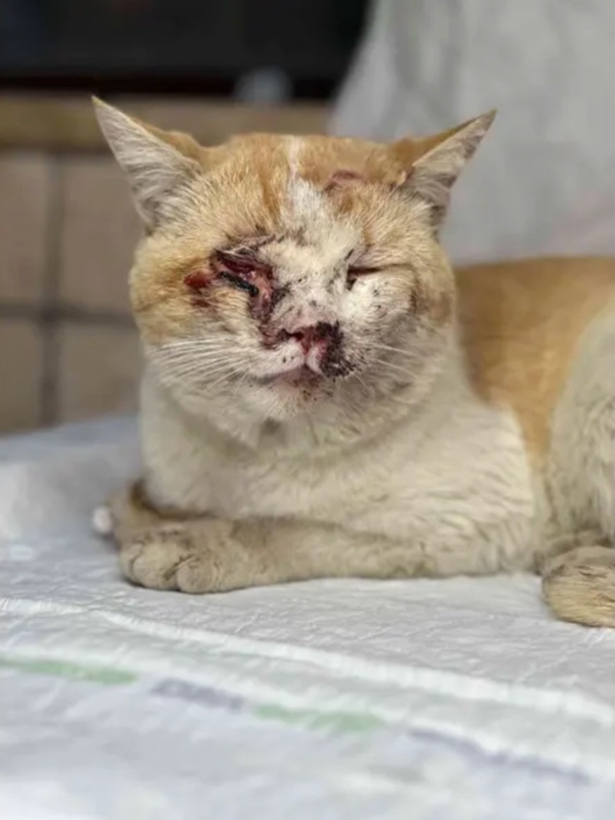hvhpio15315dhd7's tweet photo. His face is broken, his body is traumatized, and he is fighting to survive through infection and pain.

Simon is now receiving urgent care at the hospital, but his recovery will be long, complicated, and expensive. Please consider donating toward Simon’s life-saving treatment. https://t.co/5BKcjzC7Hl