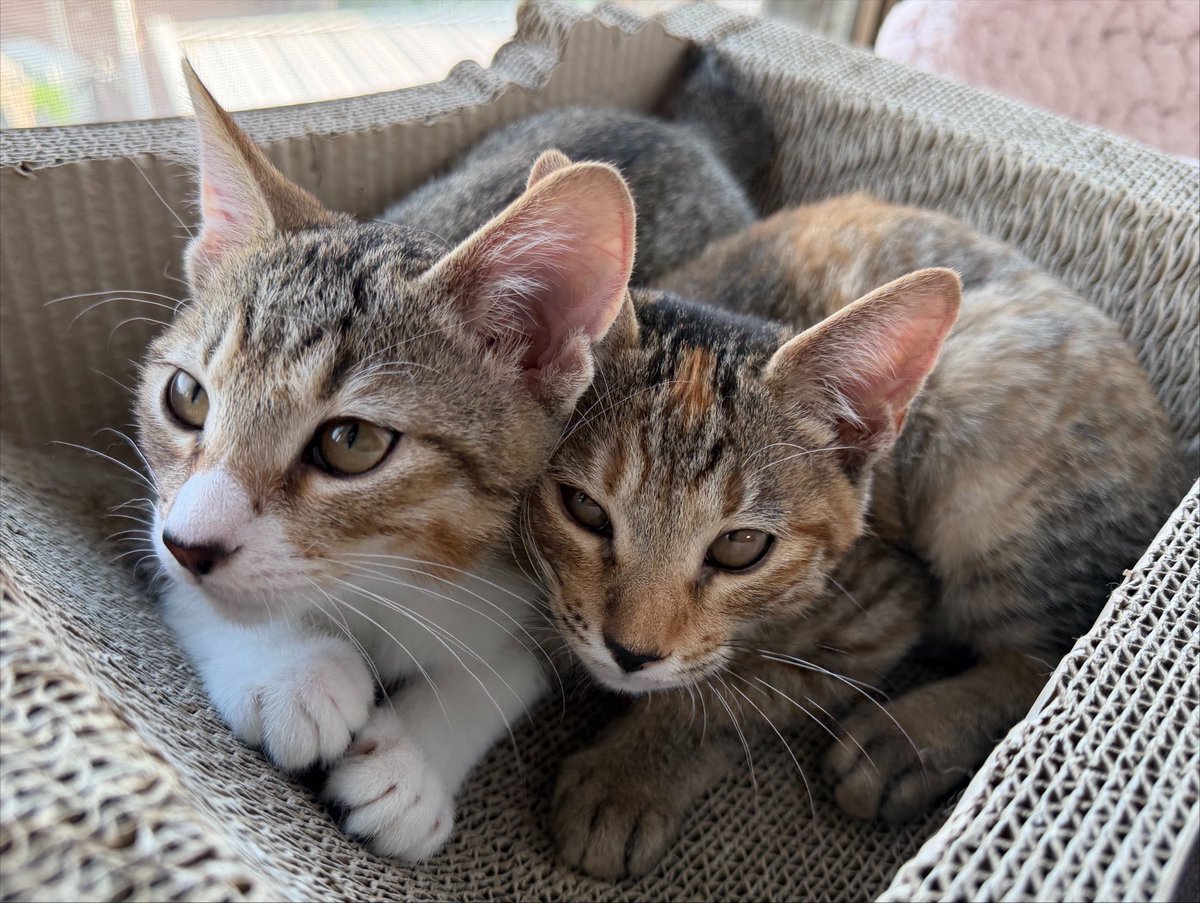 tartekatze's tweet photo. 爪研ぎの中もまだまだ2匹で入れるらしい☺️ https://t.co/ss0hrHLQoz