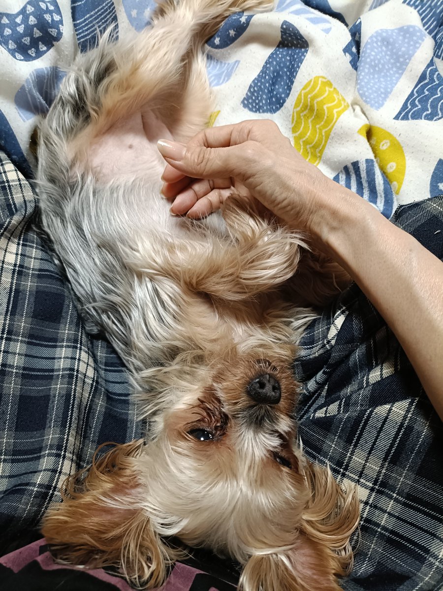 siva19951230's tweet photo. 気持ちよさげ🤭
#ヨークシャーテリア　#ヨーキー　#今日は用事のない休みだから　#ゆっくり一緒にいようね https://t.co/rNjCm44u5X
