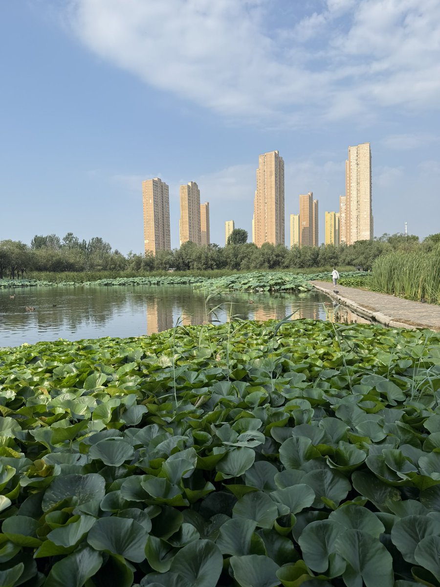 planet_holmes's tweet photo. Dalian, you never cease to blow me away. 🪷
#dalian #citypark #lotus #china https://t.co/fET0DI2S7K