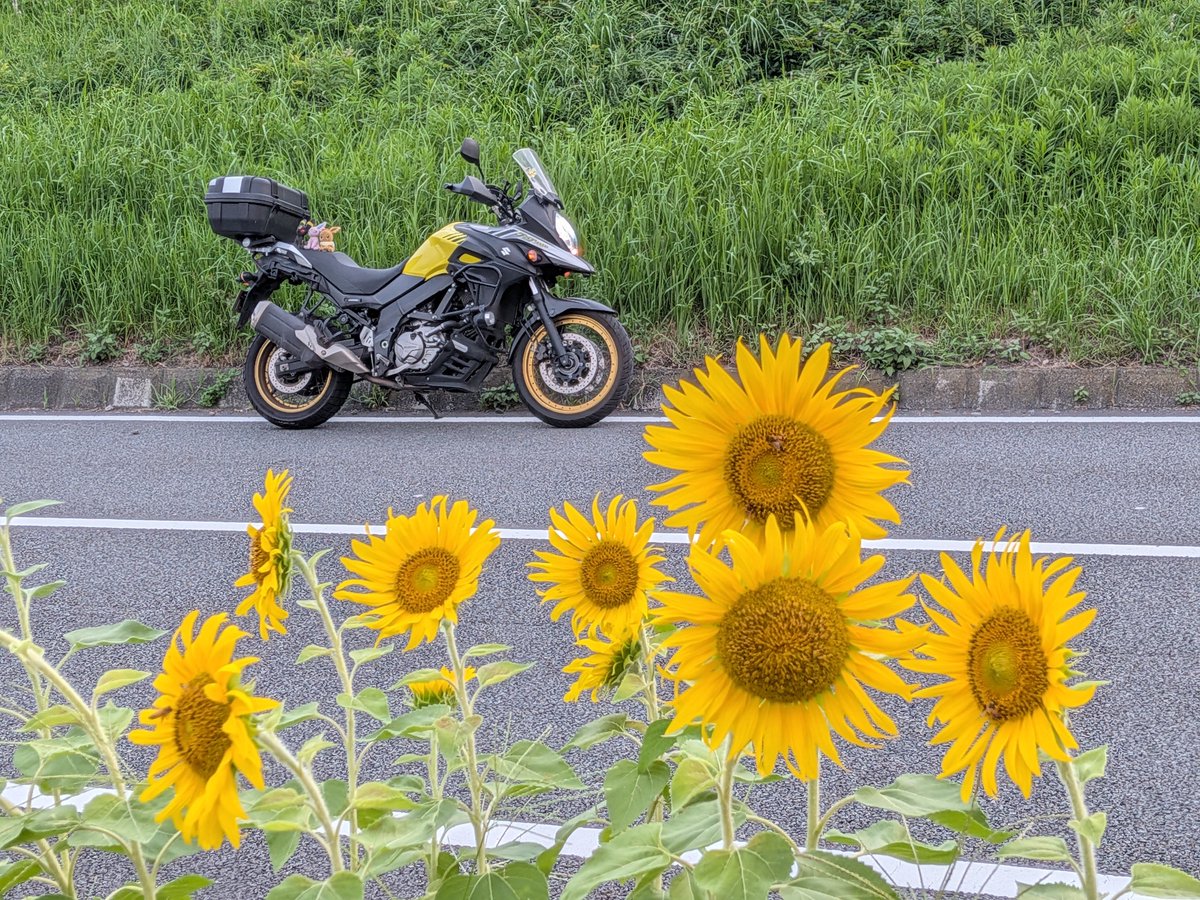 EVstrom2891's tweet photo. 2026.8.1
夕方からひまわりパトロールで岩本山と岩松へ〜🏍️💨
少し出遅れておわりかけてましたが😂
今年初のひまわりをみれました！🌻✨
#vストローム650xt #バイク乗りと繋がりたい 
#ひまわり #ひまわり畑 #岩本山 #富士市 https://t.co/Mq8A84cuTp