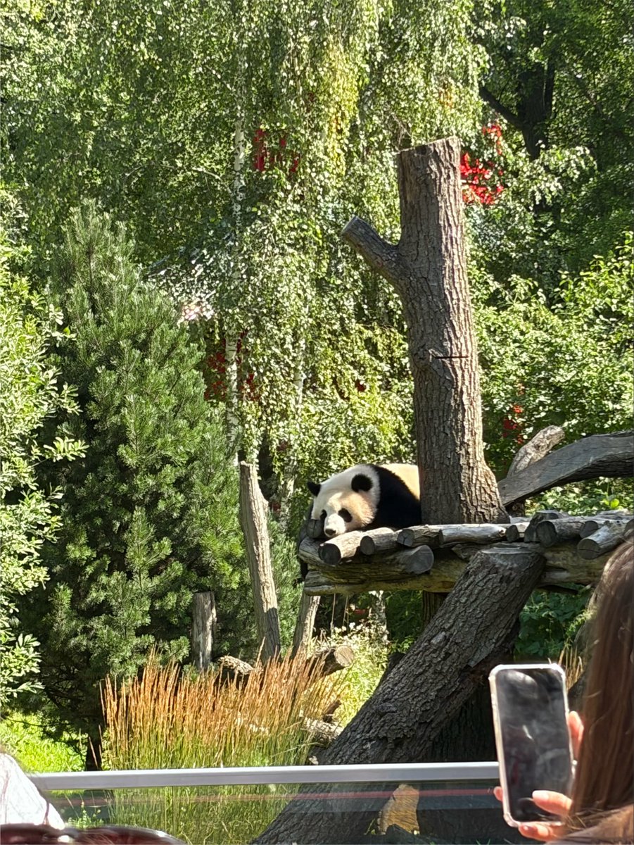 Biaalko's tweet photo. ostatnio podczas wizyty w zoo widzialem pande. byla bardzo fajna https://t.co/AfrzB5LF0j