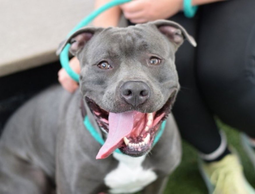 MoishesMom's tweet photo. ⚠️ Blue Raspberry TBK Aug 4️⃣ ⚠️

NYCACC kill listed this Gorgeous 4️⃣ year old for pulling while walking &amp; leash biting…they call this a behavioral excuse to kill list….

DM @notthesameone2 to save 🛟 https://t.co/WotapLpJRJ