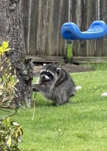 _NancyJugs's tweet photo. @GeckoTerminal The people’s Raccoon 

$Jimothy https://t.co/VJn5WOOu3c