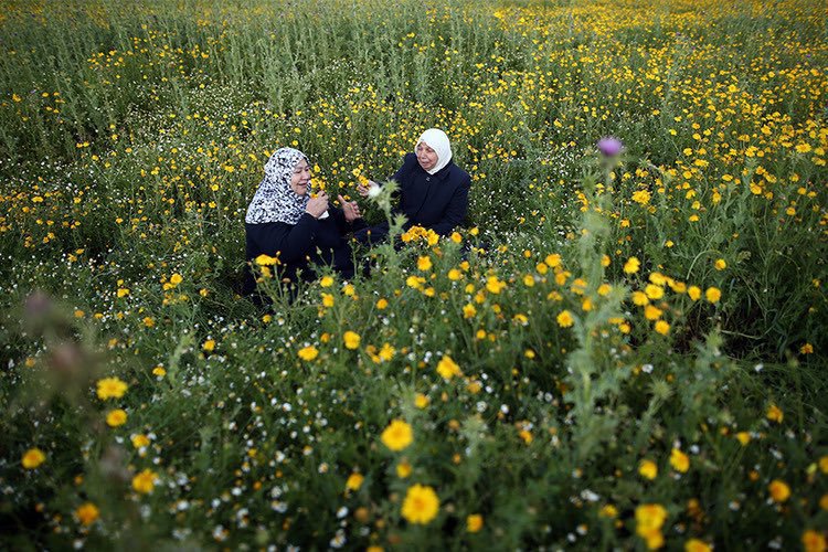 Iman4ii's tweet photo. Palestinian women pick wild mustard flowers which grow in fields across the Gaza Strip (2016) https://t.co/ViJEqljCZK