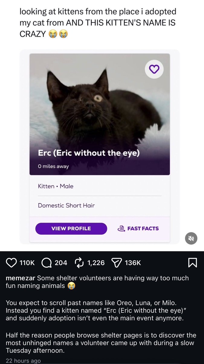 ErcWitOutTheEye's tweet photo. Erc is on Instagram now with 110k likes 136k shares the people can’t get enough of him 🐈‍⬛🐈‍⬛🐈‍⬛ https://t.co/TUVCNTucHp