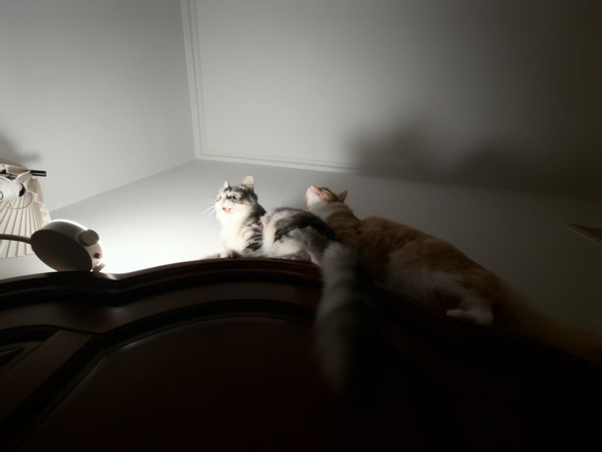 ShaoNagi's tweet photo. 吸血鬼猫咪，晚上出没！ https://t.co/9ij76XKtdL