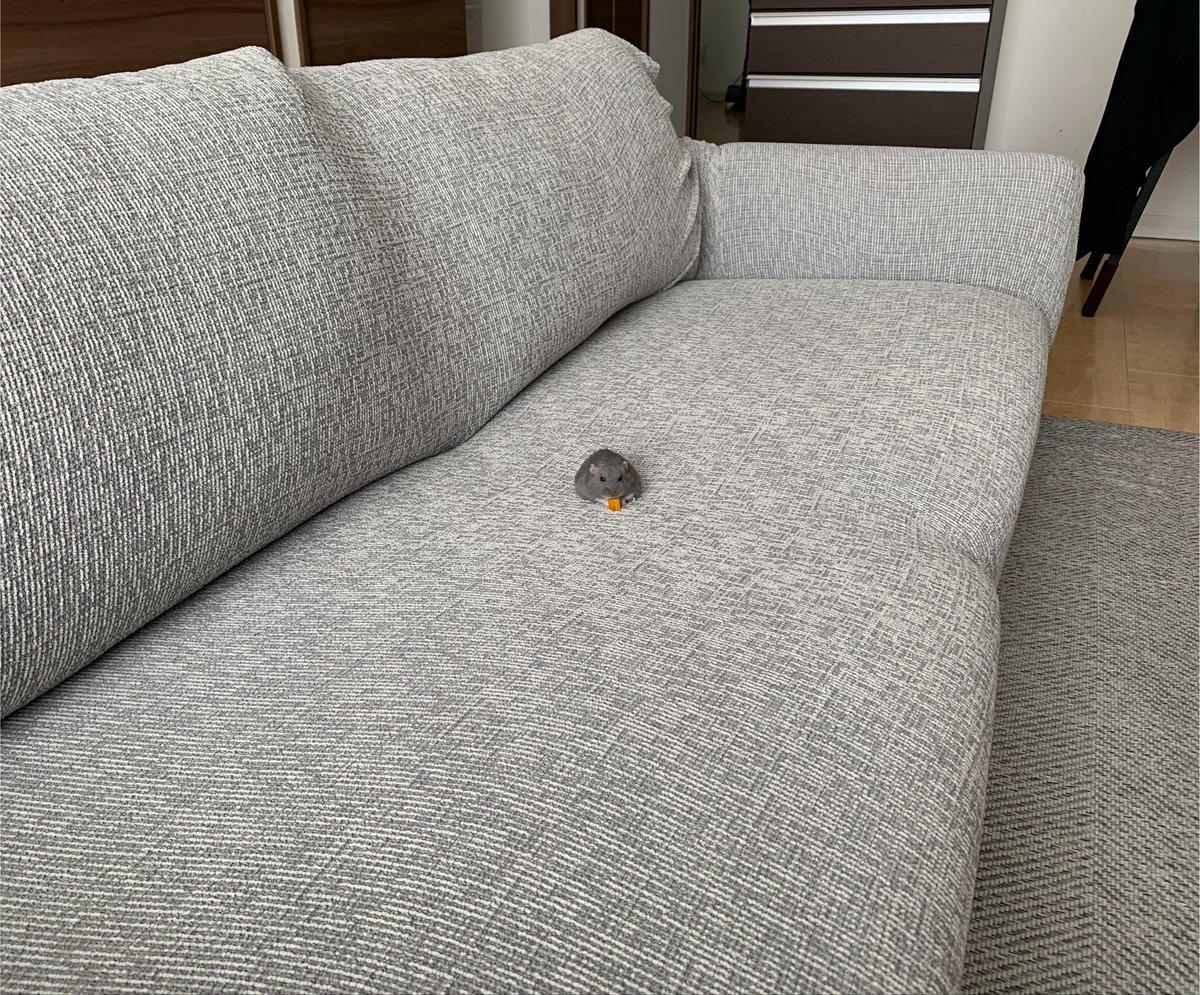 entachiryouin's tweet photo. ハムスターの良い所

・常に快適な室温に保たれた部屋で過ごせる https://t.co/OrqdEEd2iX