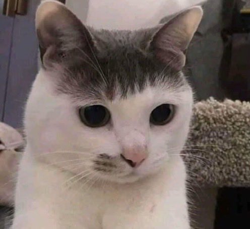 nyanz365's tweet photo. 前髪が一生治らない猫見て https://t.co/Umd459jvJn