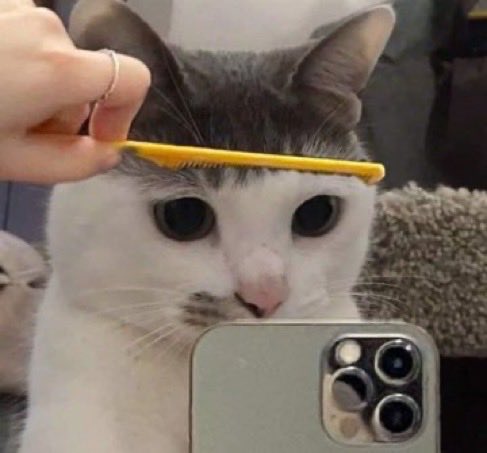 nyanz365's tweet photo. 前髪が一生治らない猫見て https://t.co/Umd459jvJn