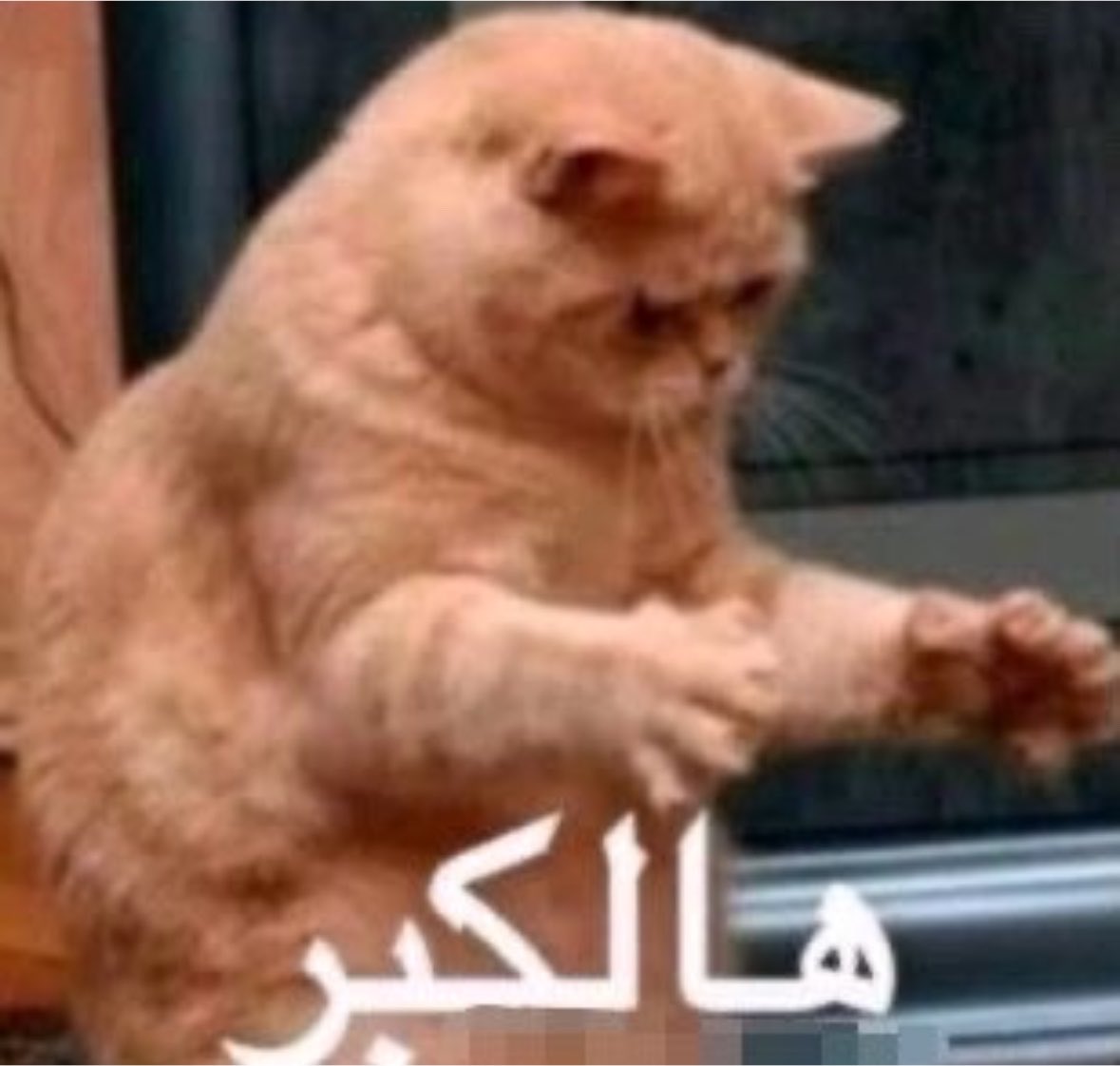 Lollecat's tweet photo. تحسون ديـدي كبير ولا طبيعي؟ https://t.co/8SFvngkJHP