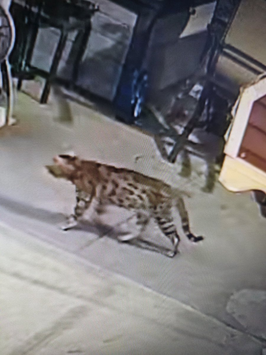 DBuckSWStEliz's tweet photo. @nyc311 

What kind cat is this? Spotted in the neighbourhood https://t.co/dp3wqfu07S