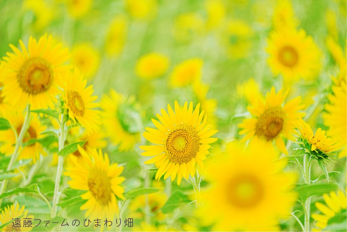 pref_saitama's tweet photo. ／
【#彩の国だより 8月号】★WEB版限定記事★
埼玉のおいしい蜂蜜が食べたい！！
＼
8月3日は「はちみつの日」。
地域や花の種類による味わいの違いを楽しもう！

↓8月号はダブルでチャンス！WEB版限定プレゼントも♪
https://t.co/XZwVK9eQem

#読者プレゼント　#埼玉県 https://t.co/0Xo9WytYgP