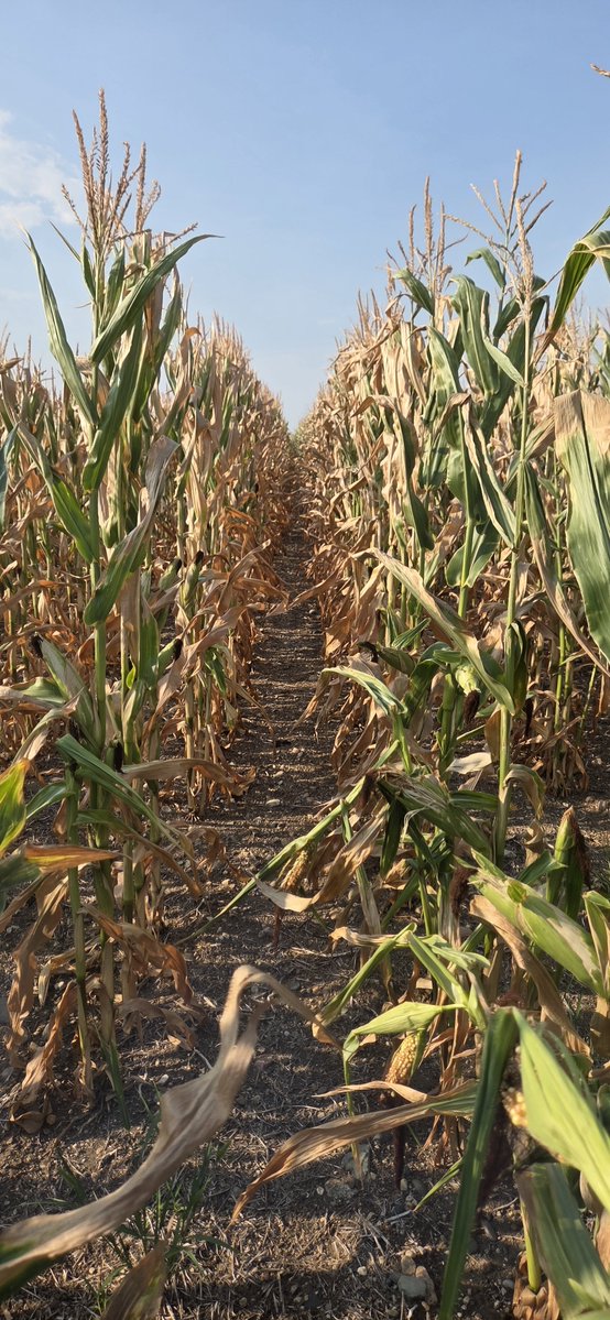 twostarfarmer's tweet photo. #sundayscout https://t.co/dcrZyiblTM