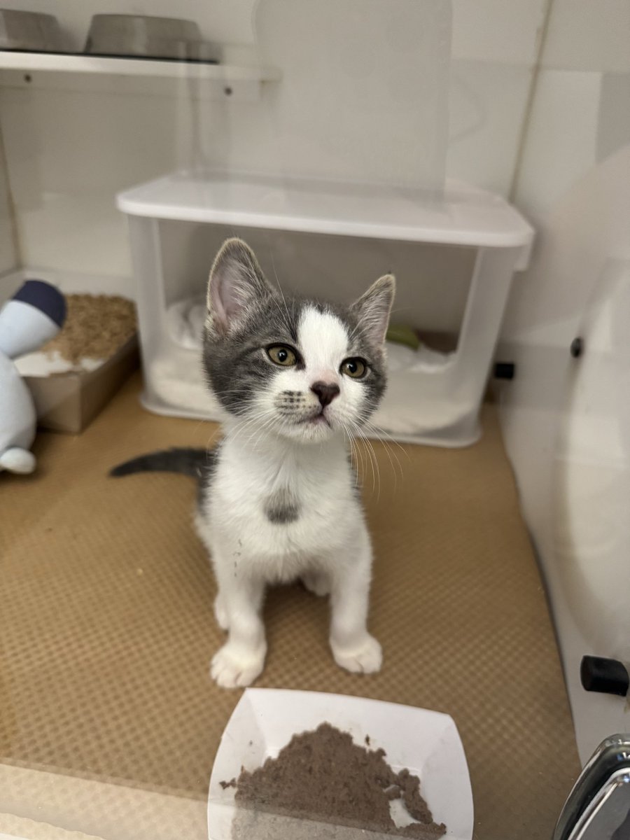 m4dder4ll's tweet photo. This may be the most adorable kitten I have ever seen and his nose is a literal heart oh my god https://t.co/nLgEr0gTFx