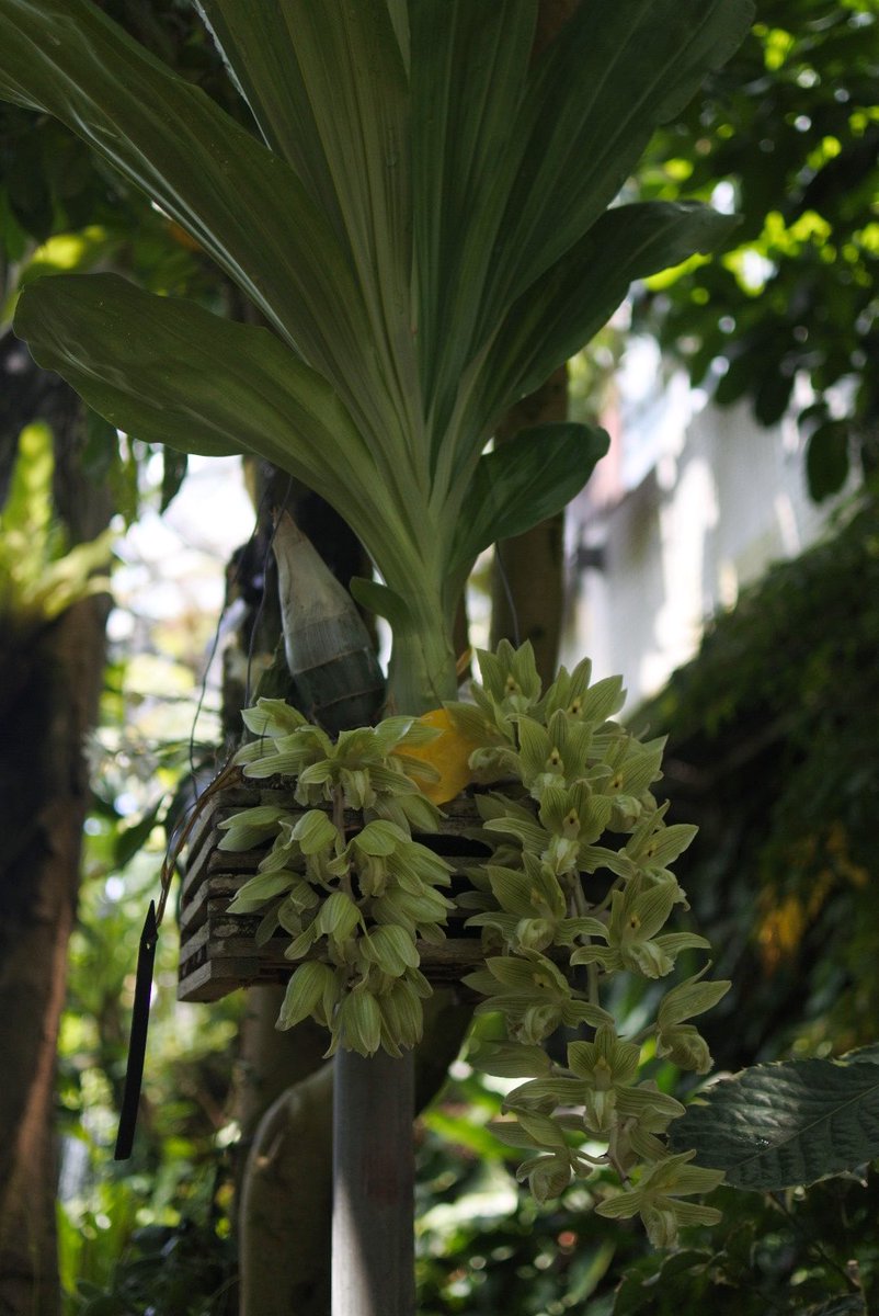 torotta3's tweet photo. 年パス持っているので植物園に定期的に行ってる。流石に暑くて人いないなと思っていたら、高山ゾーン（涼しい）に集結してた https://t.co/caV2o172Hb