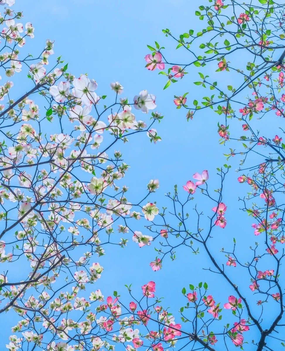 calmlivng tweet picture