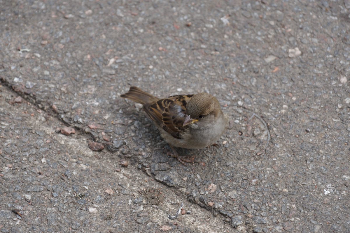 Garbage_Pigeon's tweet photo. https://t.co/hWzSWEYj9j