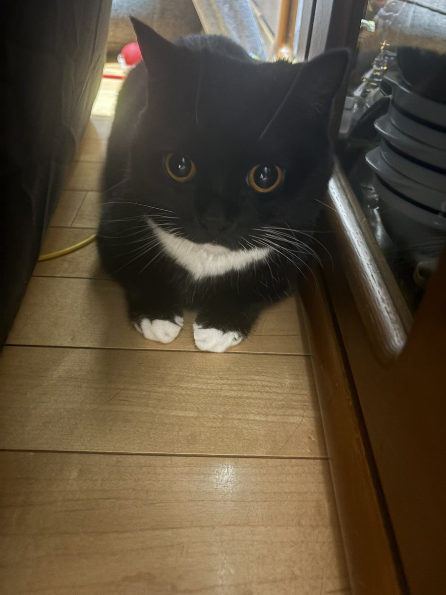 tavi_sapien_s's tweet photo. 何か立てかけられていればその隙間に入りたい 、それがねこ https://t.co/2u1CLsJaPj