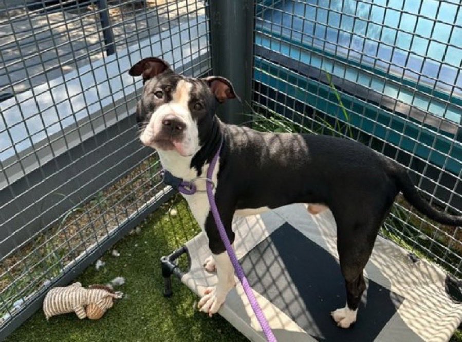 MoishesMom's tweet photo. ⚠️Oreo Firecracker 🧨 TBK Aug4️⃣⚠️

NYCACC is kill listing this sweet pup for pawing at his kennel…it’s another railroad job to the kill list☹️

DM @notthesameone2 to save 🛟 https://t.co/AutJhtzB8B