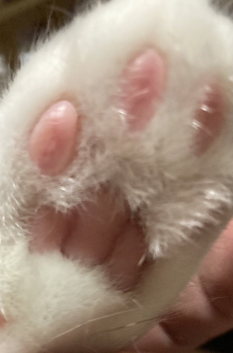 siyub03's tweet photo. 🐾 https://t.co/bXGVjLr15Q