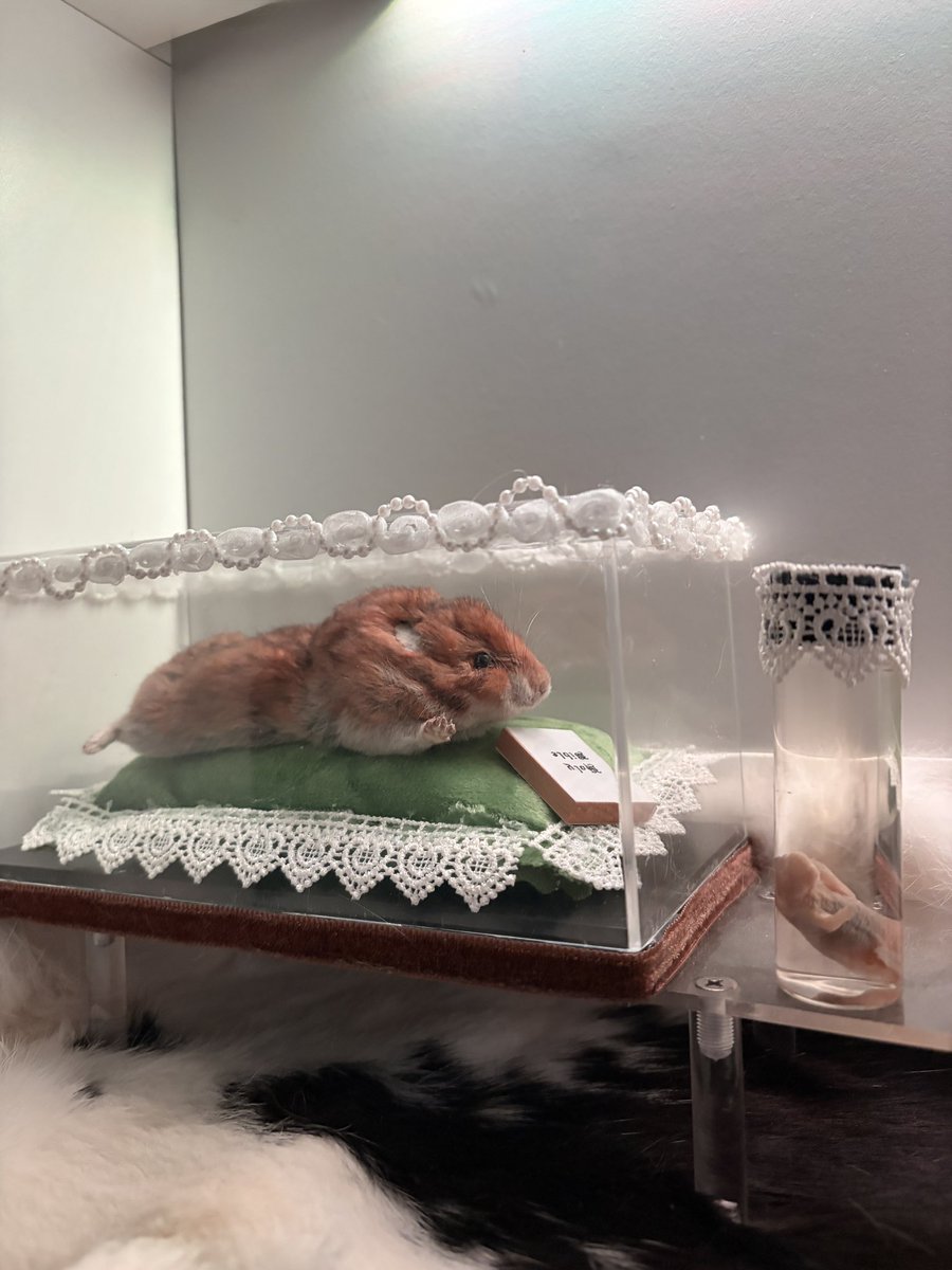 luvfay_'s tweet photo. Hermes the hamster and Fril the pinky mouse ꨄ︎ https://t.co/cAVgC9Zw6e
