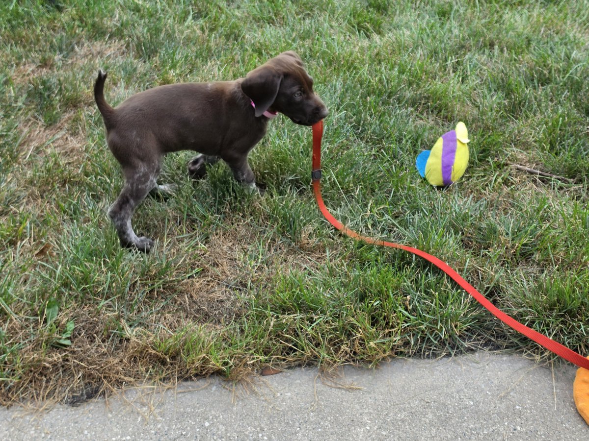 AshSerigala's tweet photo. She's very brown, for a german shorthair. But she kept a lot of her white ticking on her legs, like socks.

Smol little bean https://t.co/AeM2BGOsm2