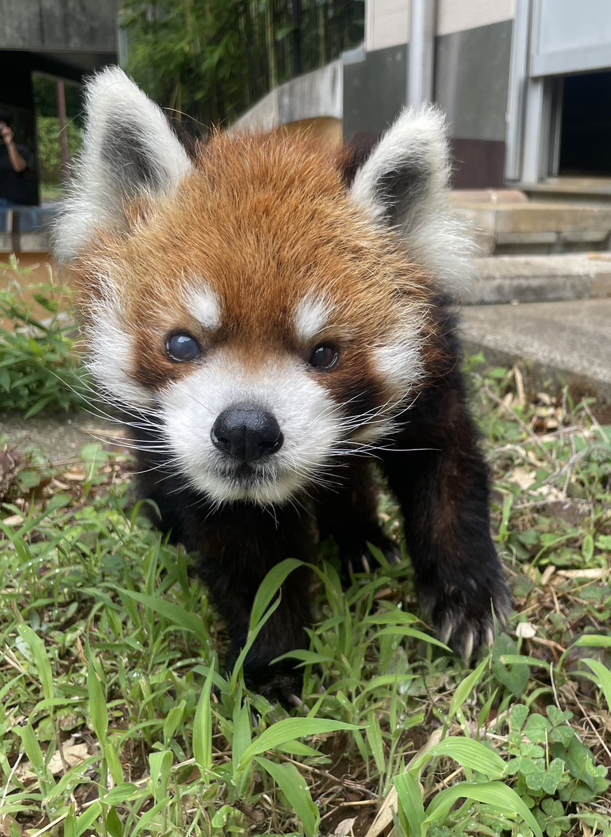 ChibaZoo's tweet photo. 厳しい暑さがひと休み。
今日は過ごしやすい陽気となったため、風太を屋外展示場へ出しています。
久しぶりの外の空気を感じながら、気持ちよさそうにお散歩しています🍃(飼Ⅰ)

#千葉市動物公園 #レッサーパンダ #風太 https://t.co/4Zsx8QRWOs