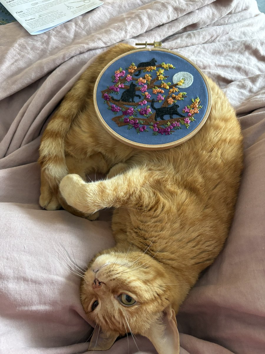 Bannef_'s tweet photo. I finished my embroidery project. My cat remains unimpressed. https://t.co/02nr2s8shH