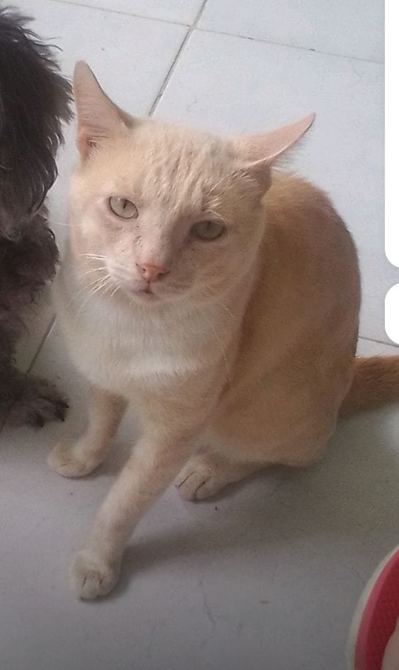gracon27's tweet photo. #LaGuaira
LA FAMILIA LA BUSCA
  SE PERDIÓ EL DIA DEL TERREMOTO 🛘 EN Urbanismo Hugo Chávez  G16. PLAYA GRANDE, LA GUAIRA

SE LLAMA JOSÉy tiene una cicatriz en la carita 04128706909 ese es mi número Liliana Salgado. 
POR FAVOR AYUDAME A DIFUNDIR

❤️‍🩹🇻🇪🙏🏻🫂 https://t.co/vNqUkcBejz