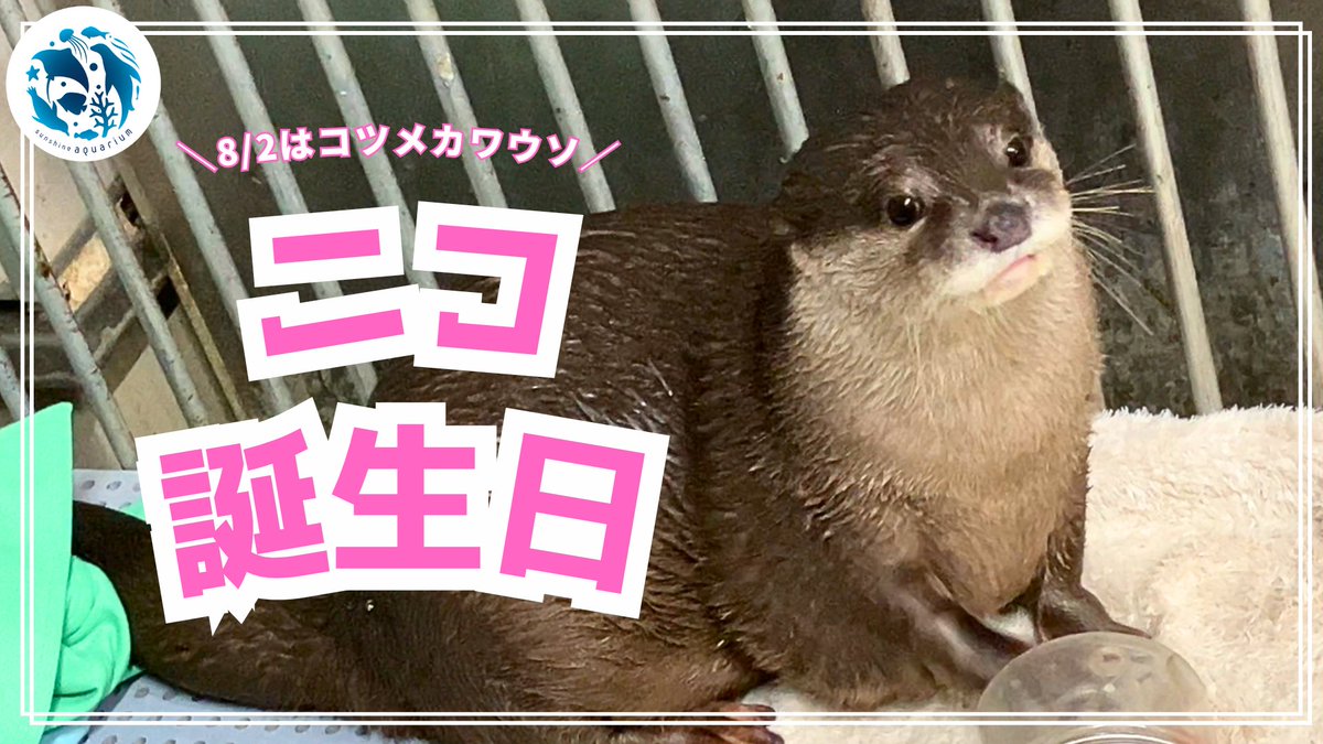 コツメカワウソの「ニコ」が2026年8月2日に12歳の誕生日を迎えました