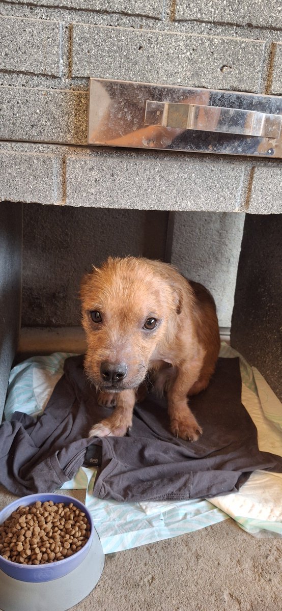 lobosancorado's tweet photo. na minha rua tinha um cachorrinho com sarna abandonado, minha tia está fazendo lar temporário pra ele e a minha chefe ta custeando as coisas que ele precisa
(ele que entrou ai embaixo da churrasqueira e virou uma espécie de casinha) https://t.co/44f2ttO1fu