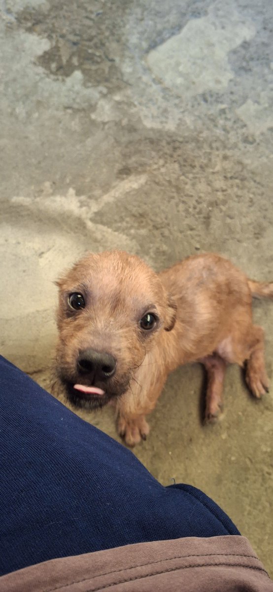 lobosancorado's tweet photo. na minha rua tinha um cachorrinho com sarna abandonado, minha tia está fazendo lar temporário pra ele e a minha chefe ta custeando as coisas que ele precisa
(ele que entrou ai embaixo da churrasqueira e virou uma espécie de casinha) https://t.co/44f2ttO1fu
