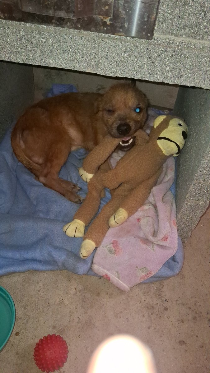 lobosancorado's tweet photo. na minha rua tinha um cachorrinho com sarna abandonado, minha tia está fazendo lar temporário pra ele e a minha chefe ta custeando as coisas que ele precisa
(ele que entrou ai embaixo da churrasqueira e virou uma espécie de casinha) https://t.co/44f2ttO1fu