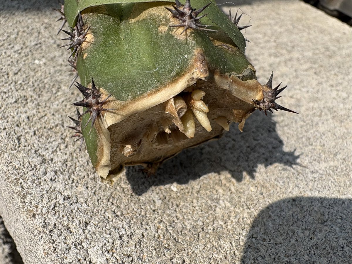 cactuspower3's tweet photo. 発根😄 https://t.co/5iFejGMXKf