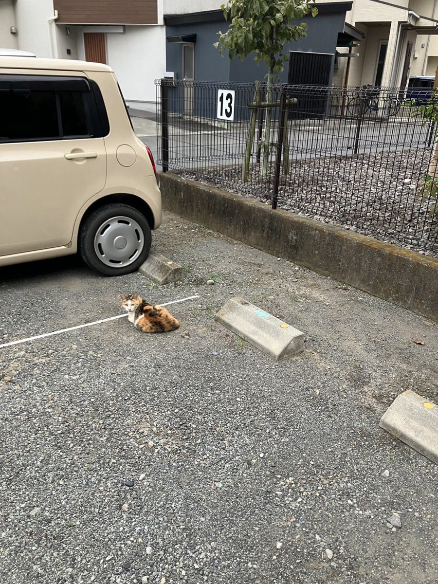 ran109690716's tweet photo. うちの実家に無料車検いつもしてくれる子が居るんだけど、今日はベランダまで出張してくれてるらしい https://t.co/X96yzXyPPW