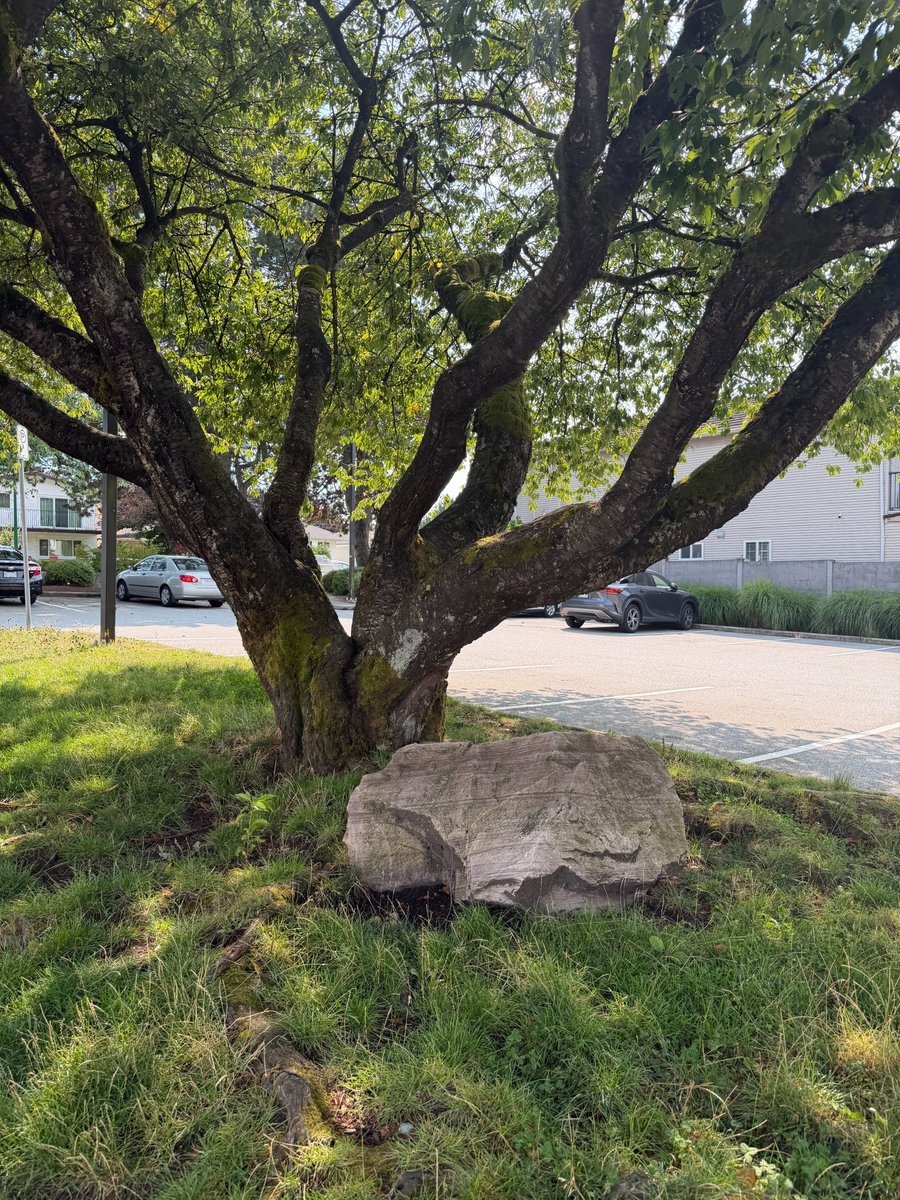 kdeyoungster_'s tweet photo. Was between a 20 mins bus ride, or a 50 mins walk...I picked the walk.

Sunday morning in Brentwood: https://t.co/ROXnmtlHVC