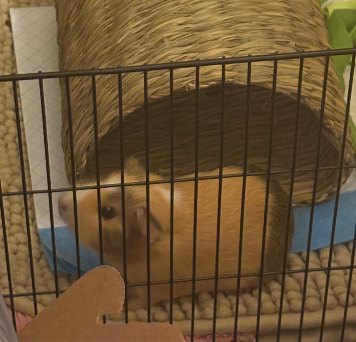 oeciluv's tweet photo. i also have a guinea pig named coco if anybody is intrigued 🐹🥬 https://t.co/lZRsFd0WK1