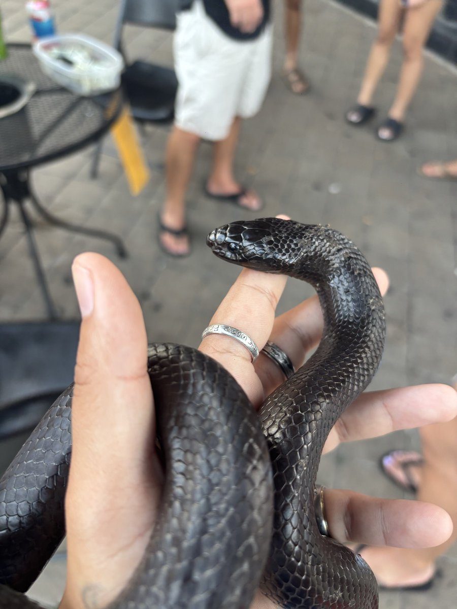 caphtx's tweet photo. i became a snake handler 🥸 https://t.co/8U6rYjuF6i