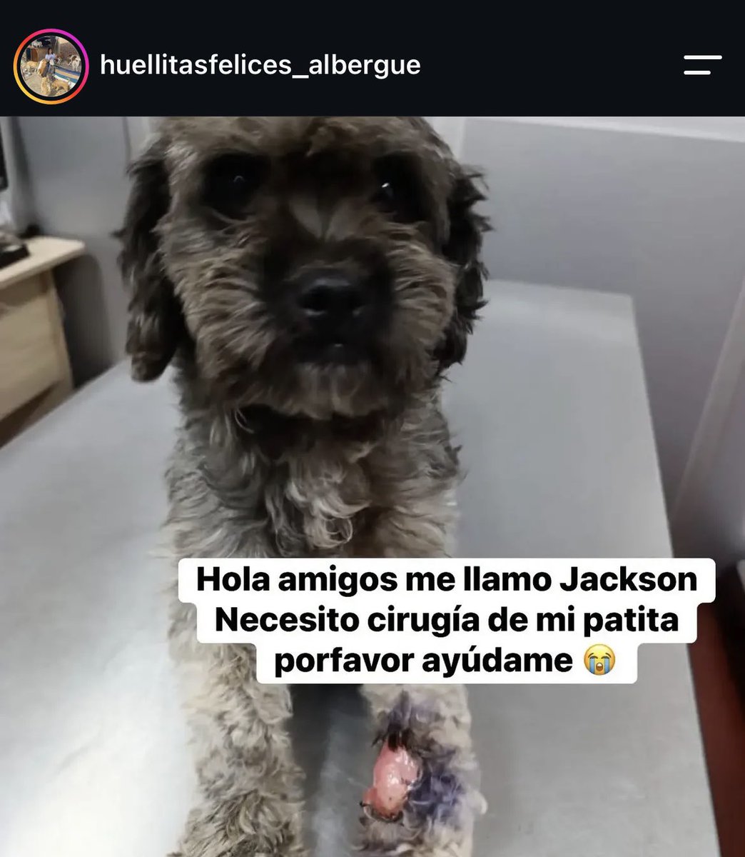 nadiapc's tweet photo. En Huellitas felices rescataron a este perrito hace un mes, tiene un tumor en la patita que debe ser operado y hasta ahora no pueden hacerlo. 

Harán una parrillada el domingo para tratar de juntar.

🚨Cualquier apoyo: 912572924 https://t.co/JQHg7rU76M