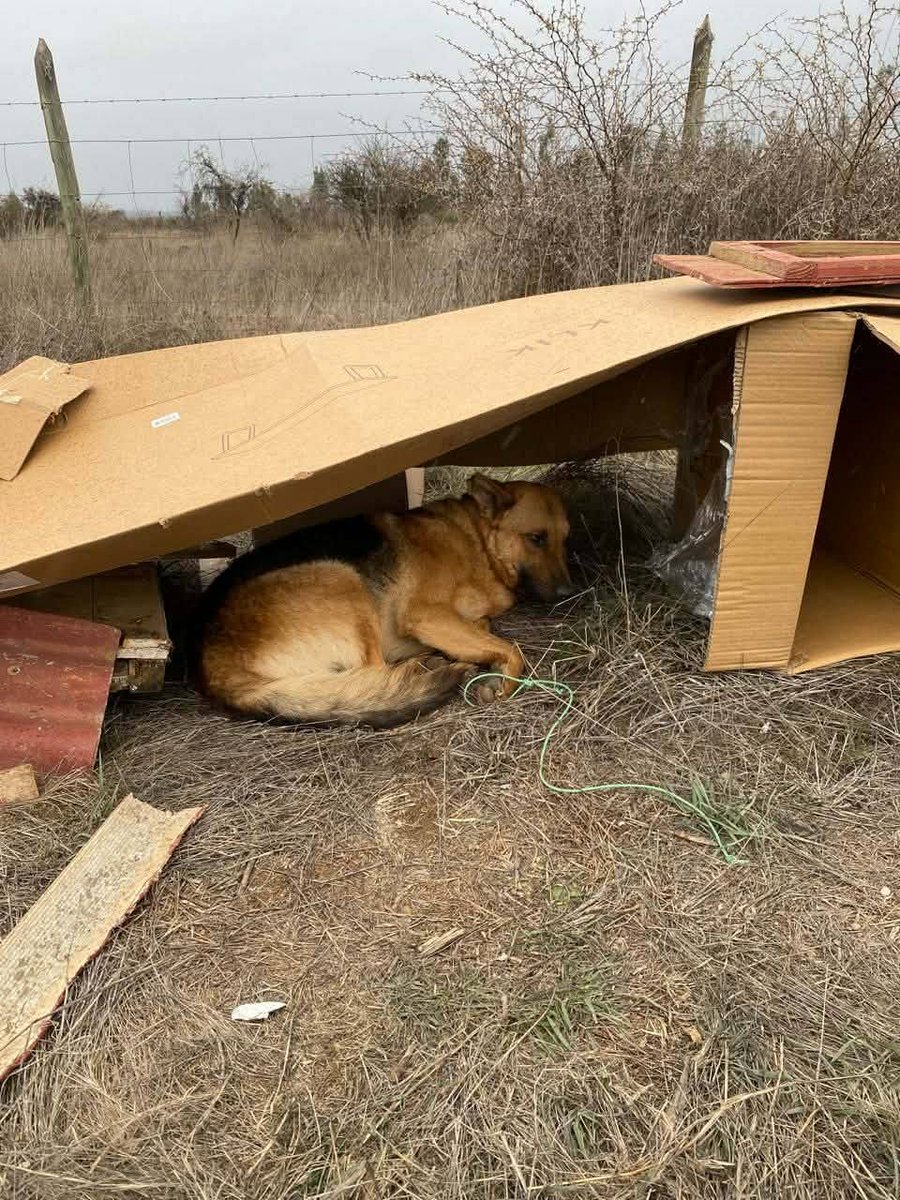alegriagonzaa's tweet photo. 🔴#Litueche Perritos fueron abandonados tras la partida de sus dueños a Santiago. Un vecino los alimenta, pero han sido vistos caminando por la carretera, por lo que solicitan ayuda.

Contacto: +56 9 5536 6137 o Fundación Huellitas de Litueche.

@carolinapinoc @PerrosPlazaHuem https://t.co/V3TLyaWZ5N