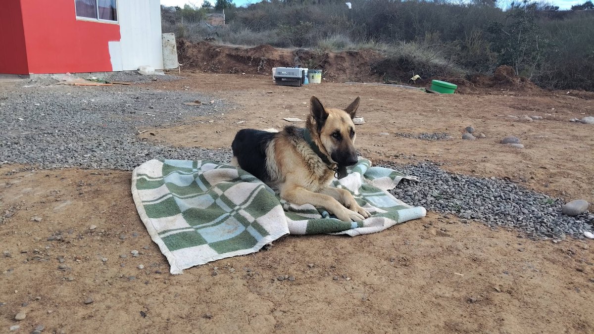 alegriagonzaa's tweet photo. 🔴#Litueche Perritos fueron abandonados tras la partida de sus dueños a Santiago. Un vecino los alimenta, pero han sido vistos caminando por la carretera, por lo que solicitan ayuda.

Contacto: +56 9 5536 6137 o Fundación Huellitas de Litueche.

@carolinapinoc @PerrosPlazaHuem https://t.co/V3TLyaWZ5N