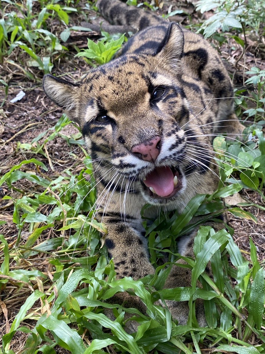 KhaokheowZoo's tweet photo. ทักงับ 💚🐆

#น้องหนึ่ง https://t.co/sBY2oWHq7u