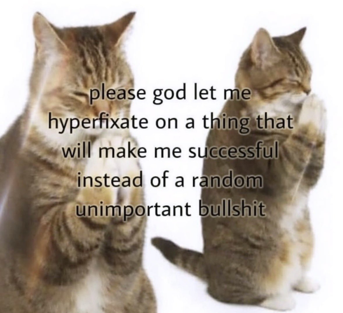literallymecats's tweet photo. https://t.co/AFlnT75muv