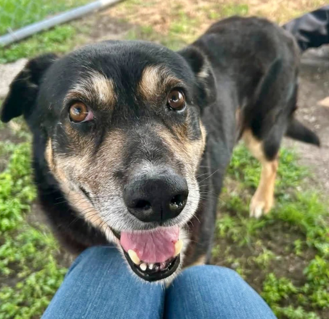 LeporidaeCheryl's tweet photo. As Grandma 👵 used to say, "He's PURDY!"

I AGREE, Grandma! 

#A387294 Hard to believe, but 8️⃣ yo TOBIAS is as Precious as he is Beautiful!!

Gets along with everyone all the ⏰.

And those great looks can be traced to his proud Shepherd/Rottie heritage. 
Amazing markings! 

Age has made him EVEN better! 
All SWEETNESS. 

He's longing for a True Connection. 
Unfortunately, he's at #CorpusChristiACS, which is a Kill Shelter. 

They see him as disposable. 💔

Please do not allow them to ☠️ him. 
TOBIAS has the Sweetest 👀. 

Please Pledge, Foster, or Adopt.