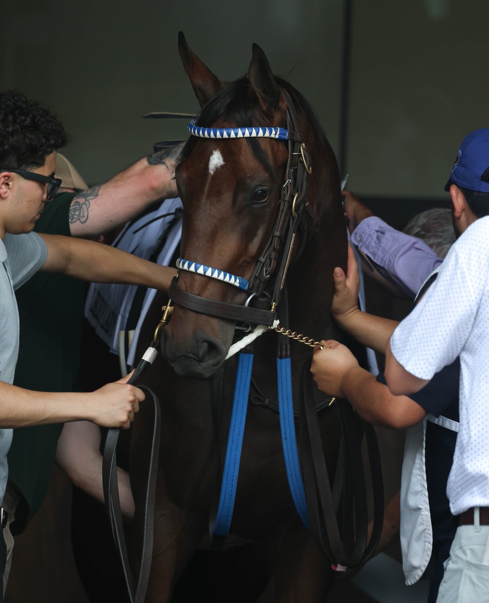 morninglineio's tweet photo. Every racehorse has a story, and every journey starts long before the starting gate. From morning training to race day, it's the dedication, care, and teamwork behind the scenes that make it possible. https://t.co/brCZdHGDKU
