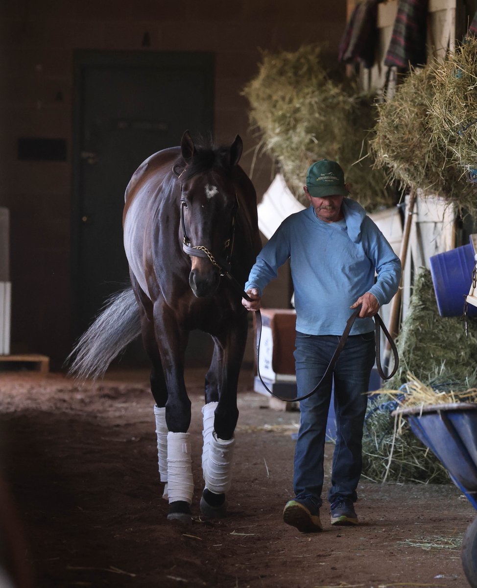 morninglineio's tweet photo. Every racehorse has a story, and every journey starts long before the starting gate. From morning training to race day, it's the dedication, care, and teamwork behind the scenes that make it possible. https://t.co/brCZdHGDKU