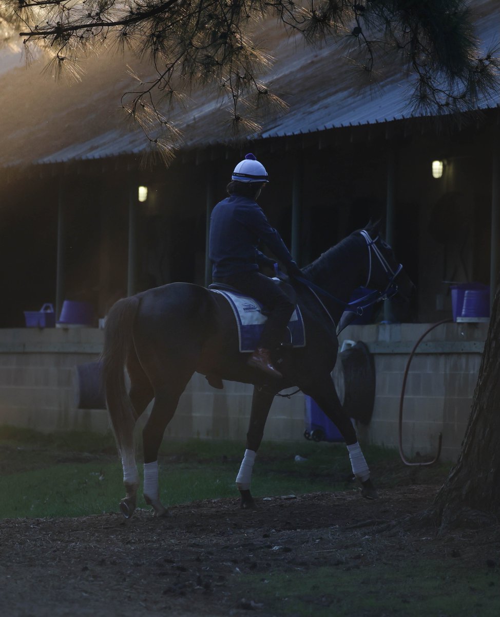 morninglineio's tweet photo. Every racehorse has a story, and every journey starts long before the starting gate. From morning training to race day, it's the dedication, care, and teamwork behind the scenes that make it possible. https://t.co/brCZdHGDKU