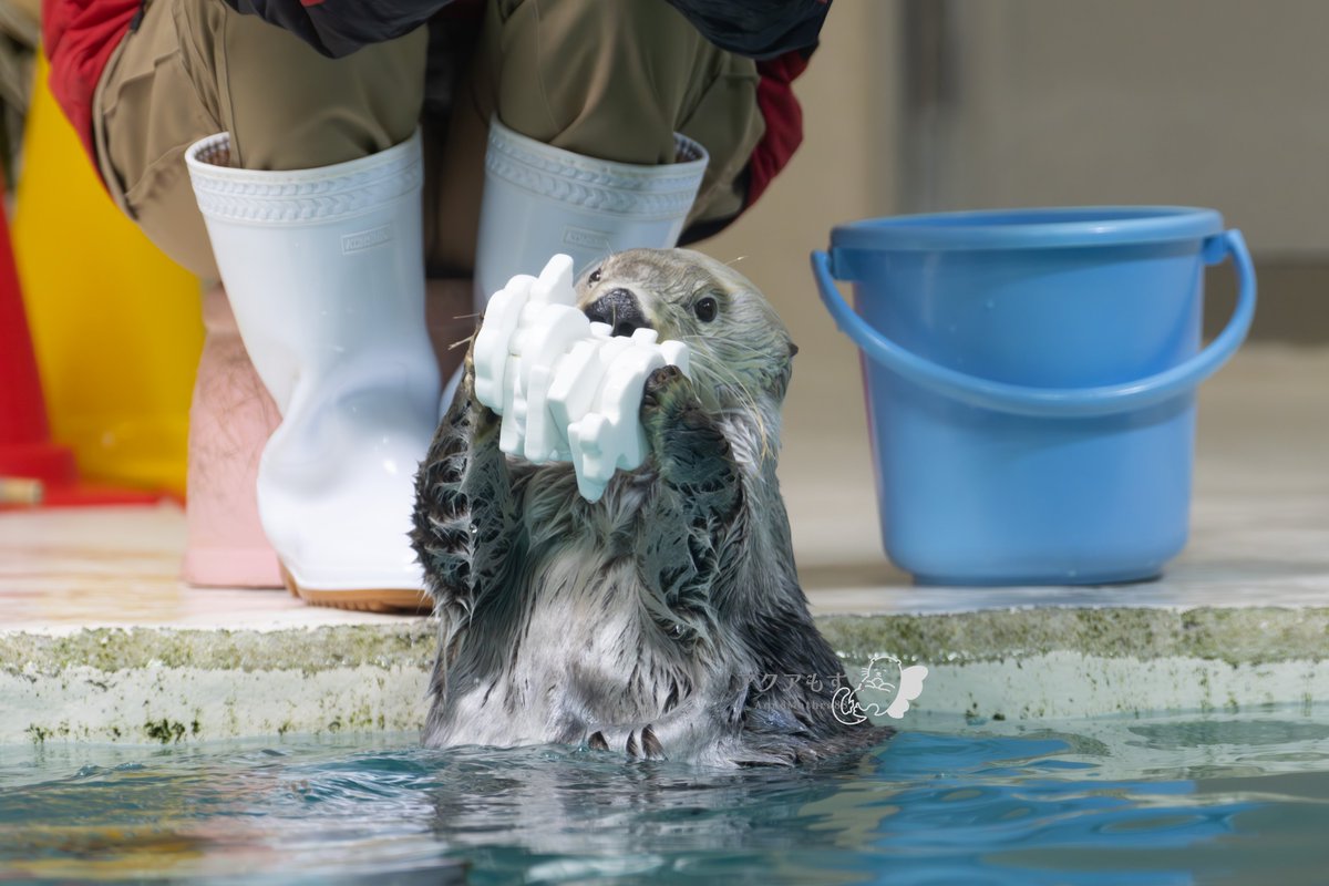 AquaMothra88's tweet photo. キラちゃんの頭の上に「💦」が見える😂ｶﾞﾝﾊﾞﾚｶﾞﾝﾊﾞﾚ
#キラちゃん
#ラッコ
#鳥羽水族館 https://t.co/GiAggwDSLn
