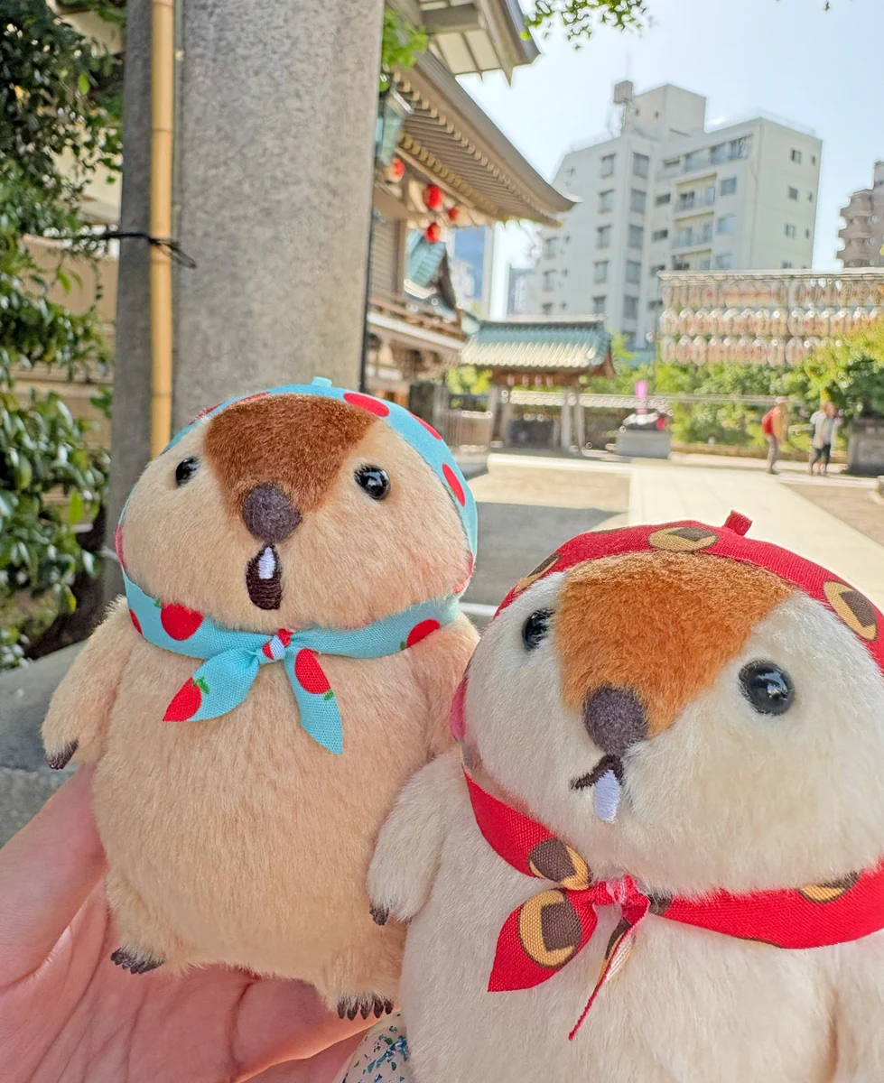 マーモットのもっとっと【公式】 (@AMUSE_marmot) / X